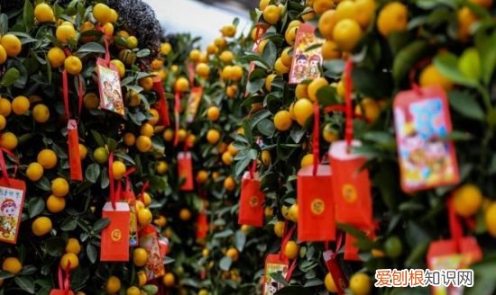 四季桔功效与作用，咸四季桔和咸金桔功效的区别