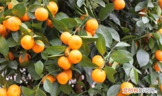 四季桔功效与作用，咸四季桔和咸金桔功效的区别