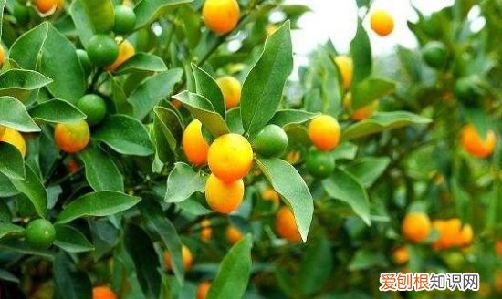 四季桔功效与作用，咸四季桔和咸金桔功效的区别