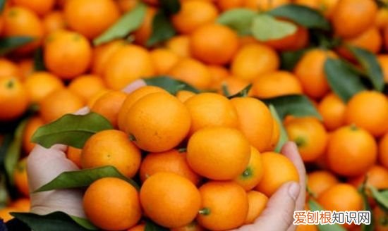 四季桔功效与作用，咸四季桔和咸金桔功效的区别