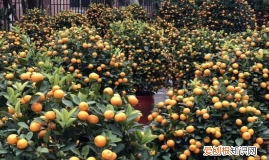 四季桔功效与作用，咸四季桔和咸金桔功效的区别