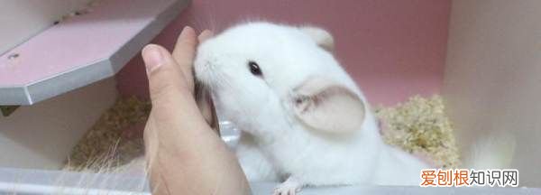 龙猫生产后注意事项,刚生的小龙猫怎么护理