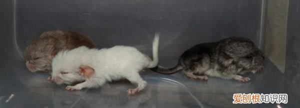 龙猫生产后注意事项,刚生的小龙猫怎么护理