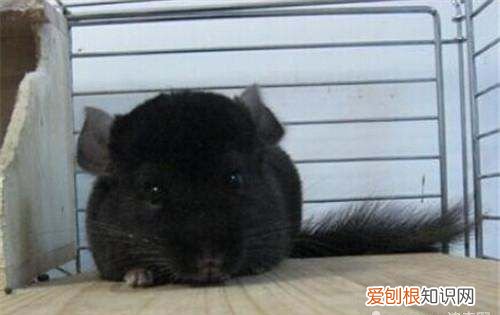 龙猫生产后注意事项,刚生的小龙猫怎么护理