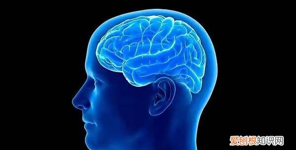 海马效应每个人都有,心理学中的海马是什么