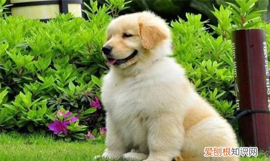 金毛夏天要剃毛,金毛可以剃毛吗,一般都在几月比较好