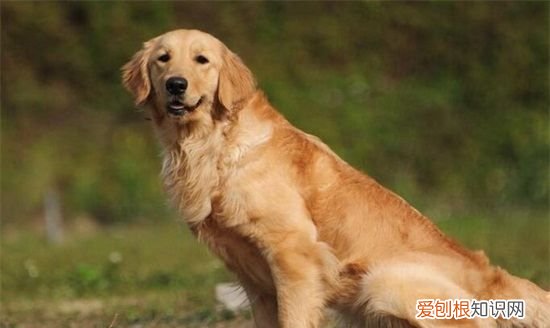 金毛夏天要剃毛,金毛可以剃毛吗,一般都在几月比较好