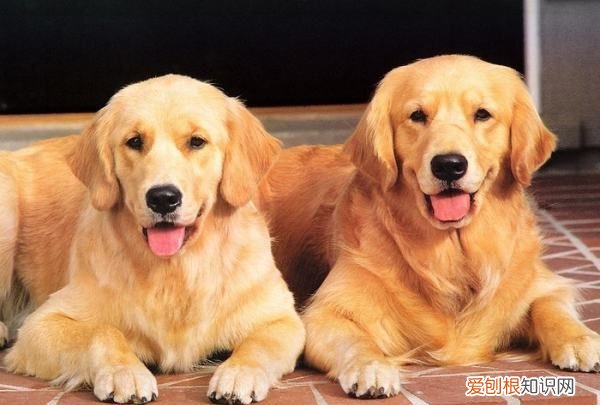 金毛夏天要剃毛,金毛可以剃毛吗,一般都在几月比较好