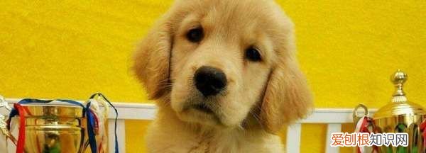 金毛夏天要剃毛,金毛可以剃毛吗,一般都在几月比较好