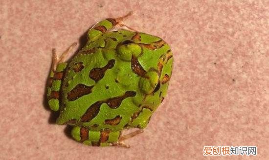 宠物蛙怎么养起来,鱼缸里宠物蛙怎么养