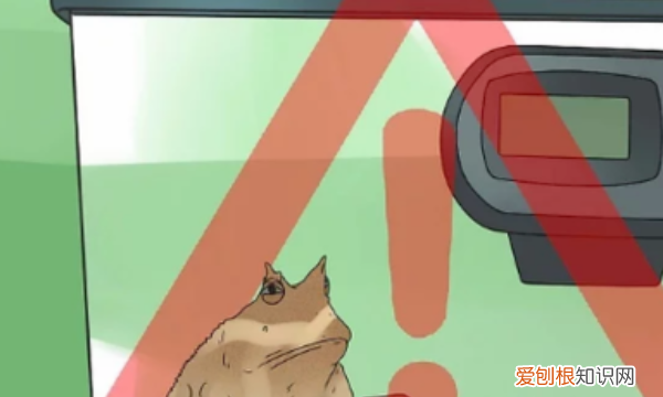 宠物蛙怎么养起来,鱼缸里宠物蛙怎么养