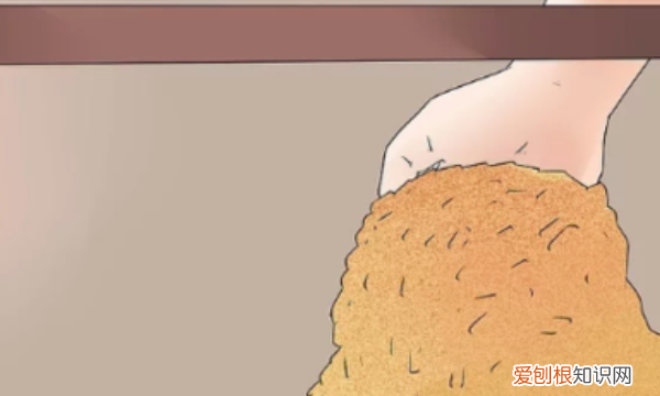 宠物蛙怎么养起来,鱼缸里宠物蛙怎么养