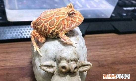 宠物蛙怎么养起来,鱼缸里宠物蛙怎么养