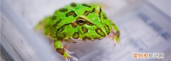 宠物蛙怎么养起来,鱼缸里宠物蛙怎么养
