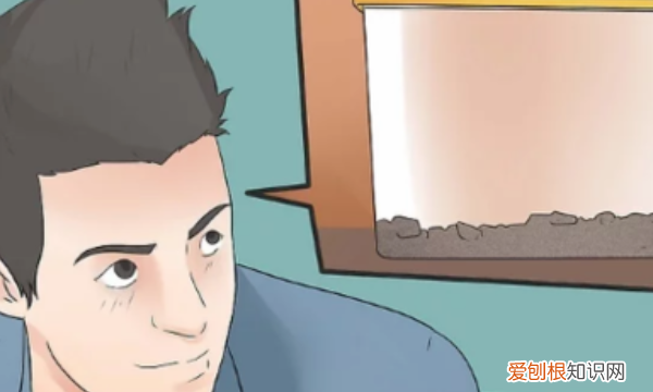 宠物蛙怎么养起来,鱼缸里宠物蛙怎么养