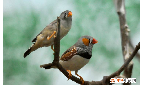 珍珠鸟下蛋后注意什么,珍珠鸟下蛋了怎么照顾吃什么