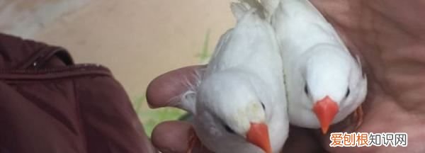 珍珠鸟下蛋后注意什么,珍珠鸟下蛋了怎么照顾吃什么