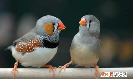 珍珠鸟下蛋后注意什么,珍珠鸟下蛋了怎么照顾吃什么