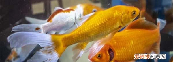 家养金鱼水里需加盐,养金鱼的水要加盐吗养鱼老是死