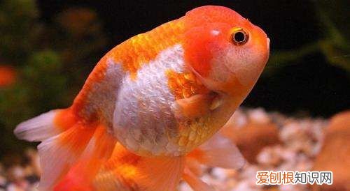 家养金鱼水里需加盐,养金鱼的水要加盐吗养鱼老是死
