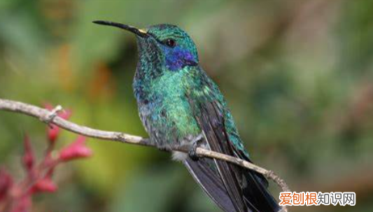 中国境内有蜂鸟,现在中国有蜂鸟吗