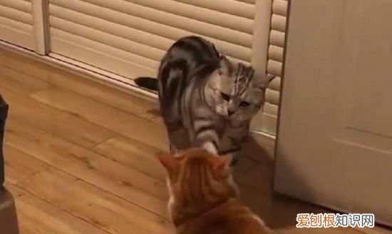 养一公一母两只猫注意什么