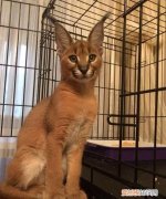 养狞猫危险，狞猫可以养吗犯法吗