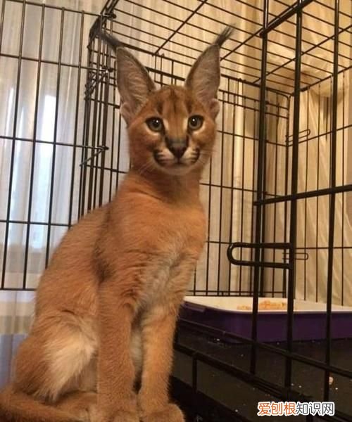 养狞猫危险，狞猫可以养吗犯法吗