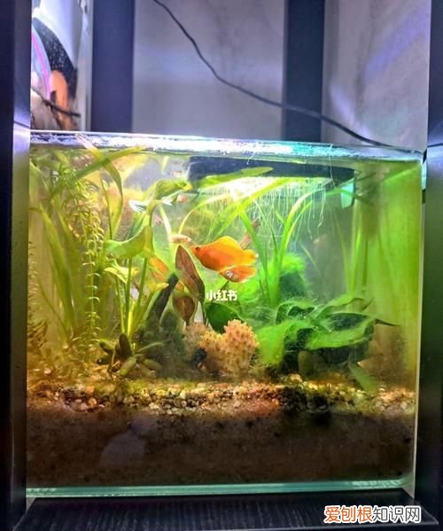 养热带鱼水里用放盐,养热带鱼用往水里放盐吗?