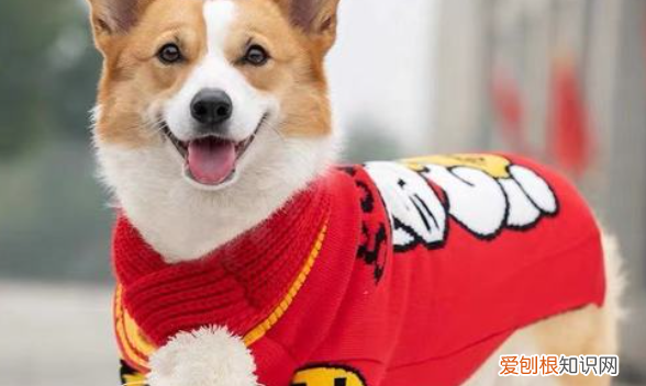 狗狗的衣服怎么做，狗衣服的制作方法教程图解