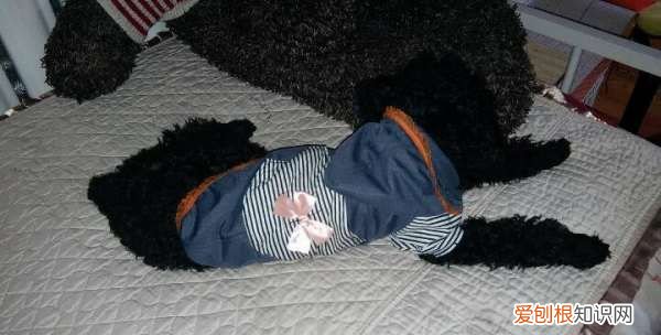 狗狗的衣服怎么做，狗衣服的制作方法教程图解