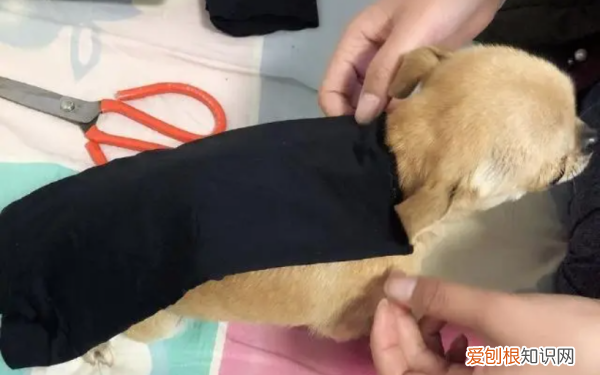 狗狗的衣服怎么做,狗衣服的制作方法教程图解