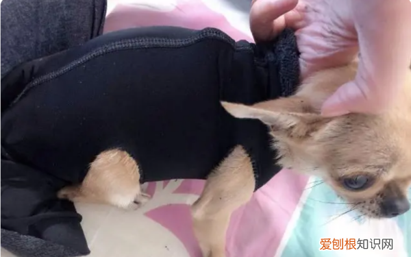 狗狗的衣服怎么做,狗衣服的制作方法教程图解