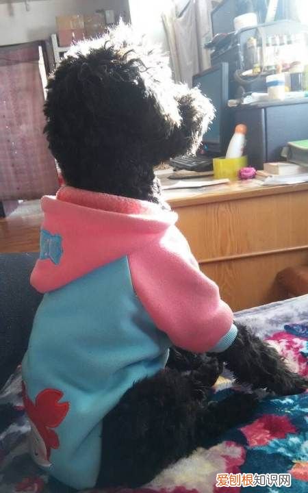 狗狗的衣服怎么做，狗衣服的制作方法教程图解