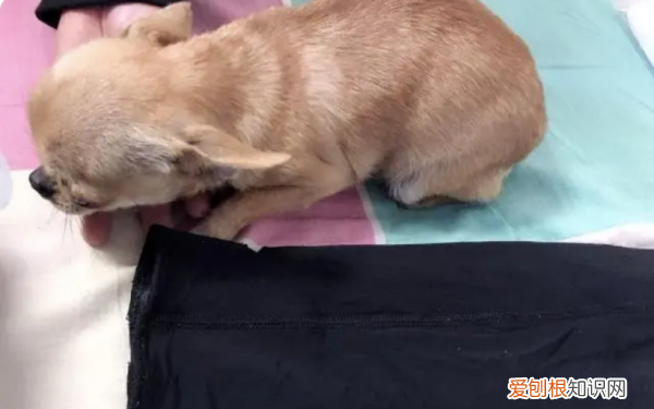 狗狗的衣服怎么做,狗衣服的制作方法教程图解