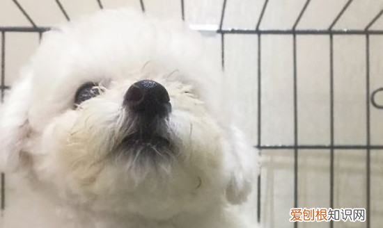 养比熊犬需要准备什么，比熊犬饲养方法 比熊犬饲养方法介绍