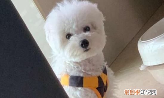 养比熊犬需要准备什么,比熊犬饲养方法 比熊犬饲养方法介绍