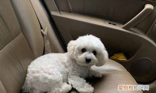 养比熊犬需要准备什么，比熊犬饲养方法 比熊犬饲养方法介绍