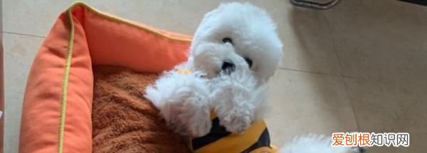 养比熊犬需要准备什么,比熊犬饲养方法 比熊犬饲养方法介绍