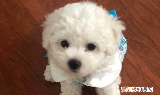 养比熊犬需要准备什么,比熊犬饲养方法 比熊犬饲养方法介绍