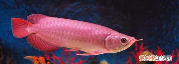 红龙鱼多久换一次水，养红龙鱼一般都要多久换次水