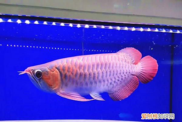 红龙鱼多久换一次水，养红龙鱼一般都要多久换次水