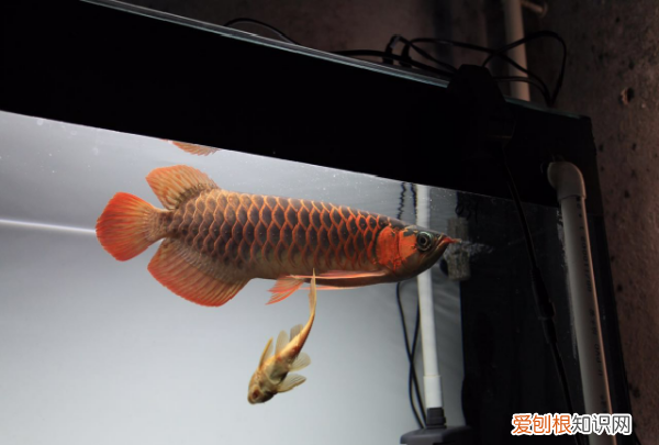 红龙鱼多久换一次水，养红龙鱼一般都要多久换次水