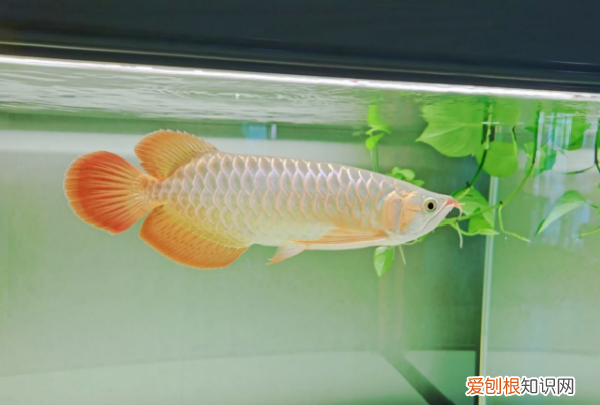 红龙鱼多久换一次水，养红龙鱼一般都要多久换次水