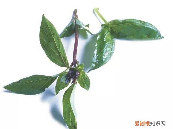 披萨草和罗勒叶是一种材料