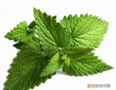 披萨草和罗勒叶是一种材料