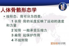 不规则骨有哪些，根据骨的形态可分为哪四种