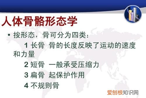 不规则骨有哪些，根据骨的形态可分为哪四种