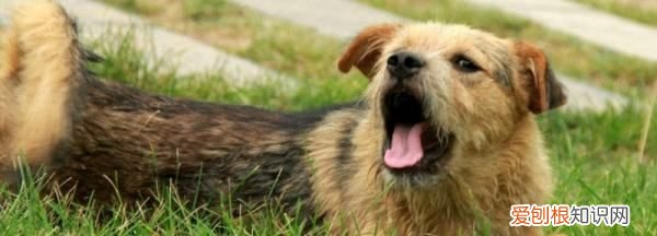 狗狗宫缩是什么样子的，狗狗产前三天征兆图片