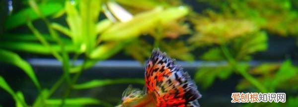 养的热带鱼为什么会死,买的小热带鱼三四天后死了什么原因
